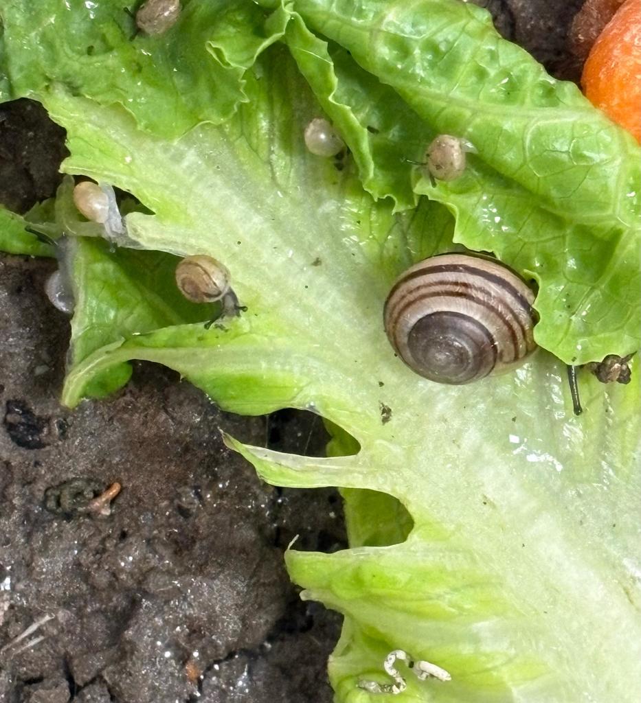 Montessori Pre-K snail work