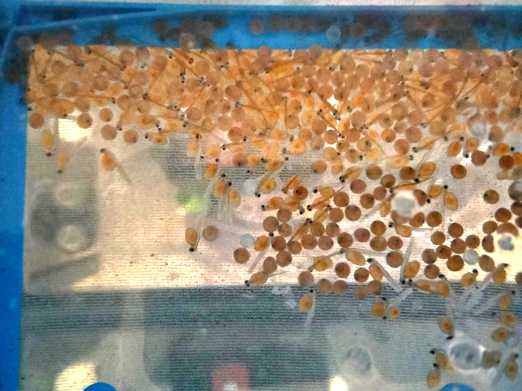 trout eggs