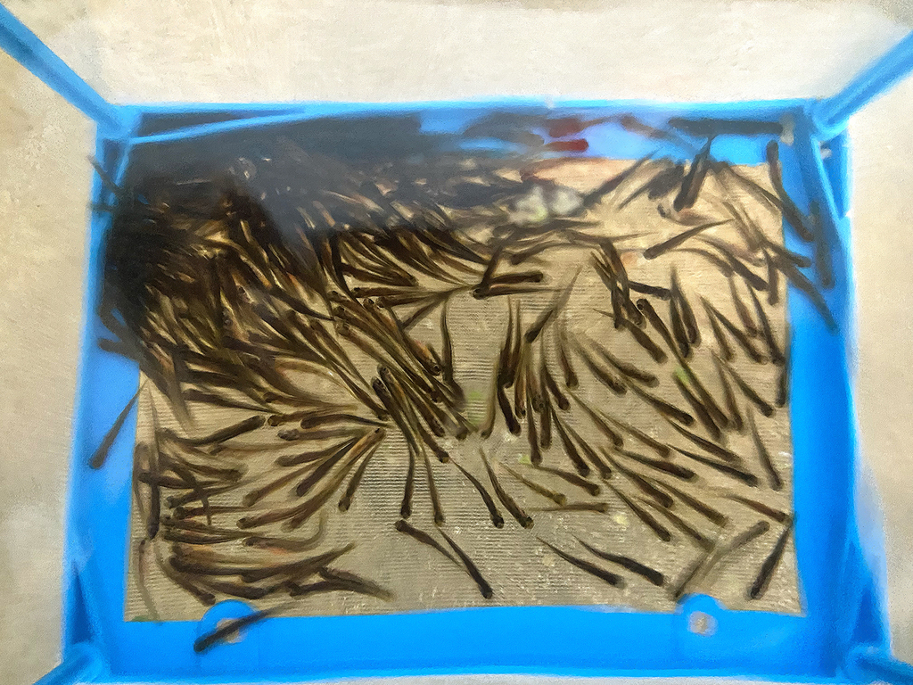 brown trout early life cycle