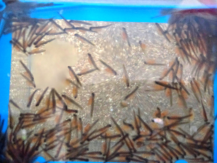 brown trout early life cycle