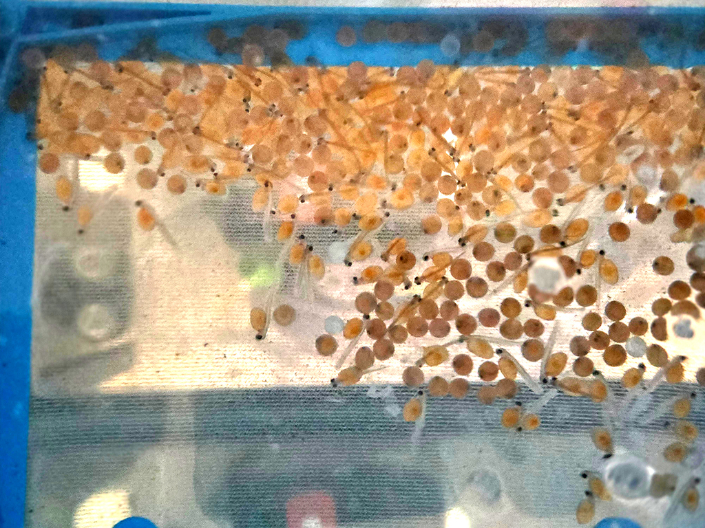 brown trout early life cycle