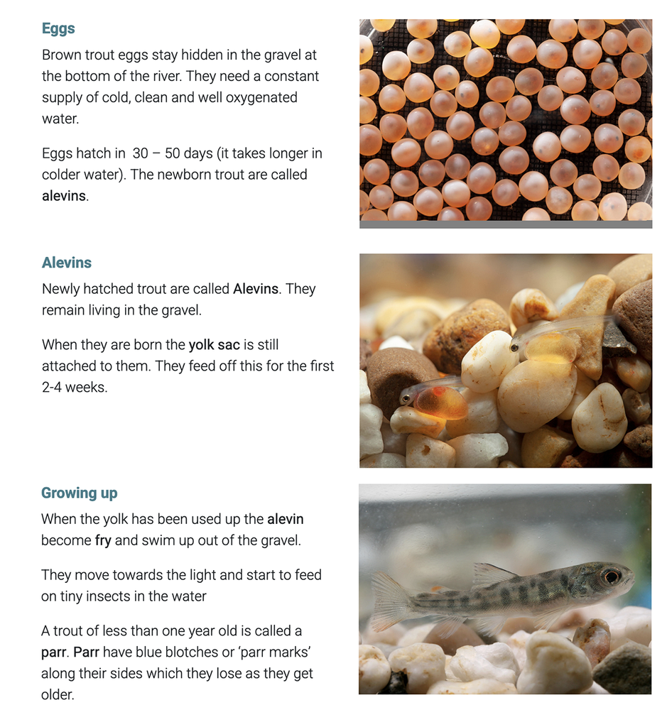 brown trout early life cycle