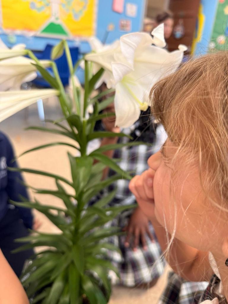 grade 2 students observe the parts of a flower in science class