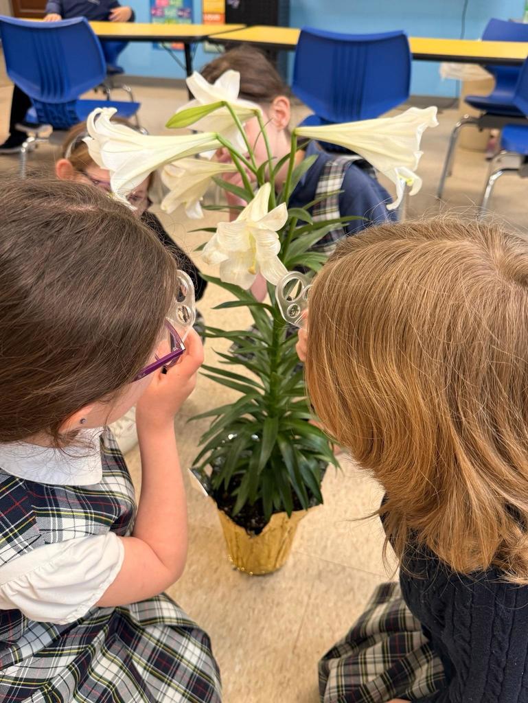 grade 2 students observe the parts of a flower in science class