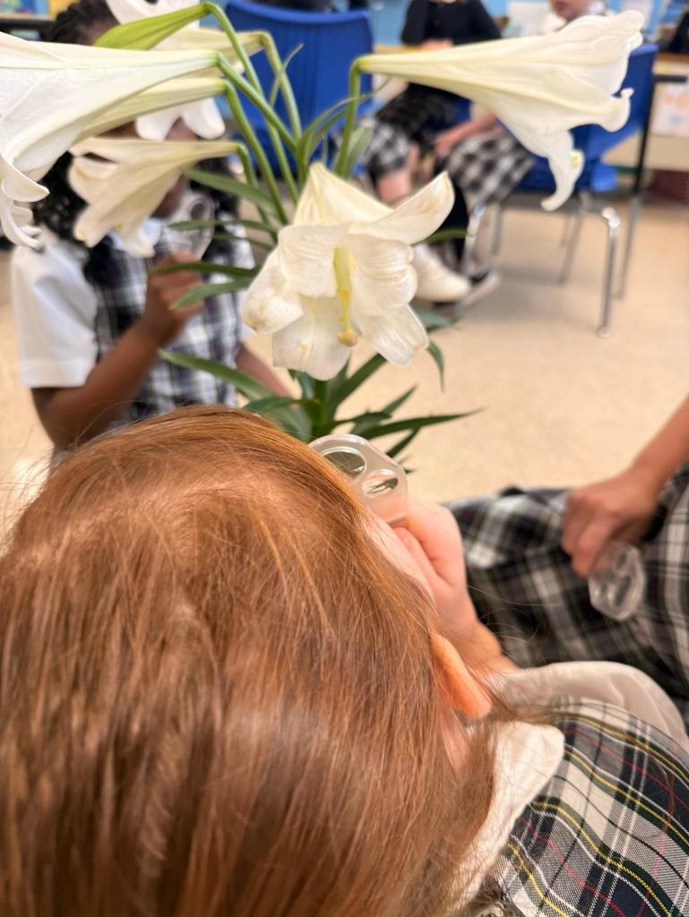 grade 2 students observe the parts of a flower in science class