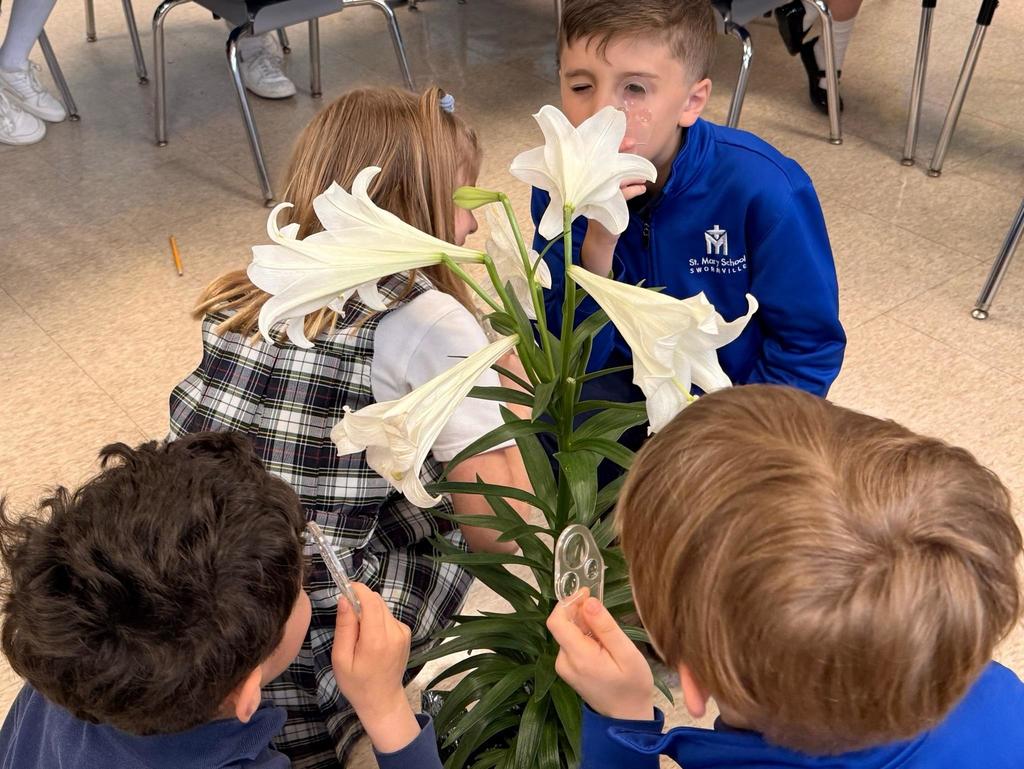 grade 2 students observe the parts of a flower in science class