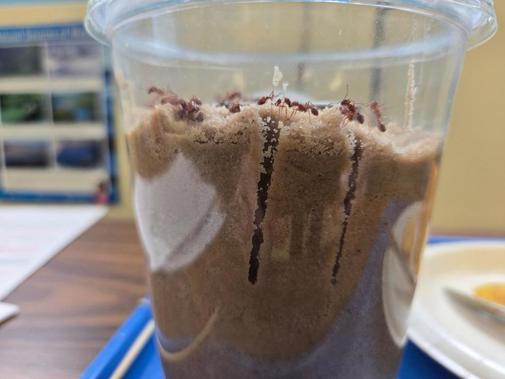 grade 3 students look at their ant farm in science class