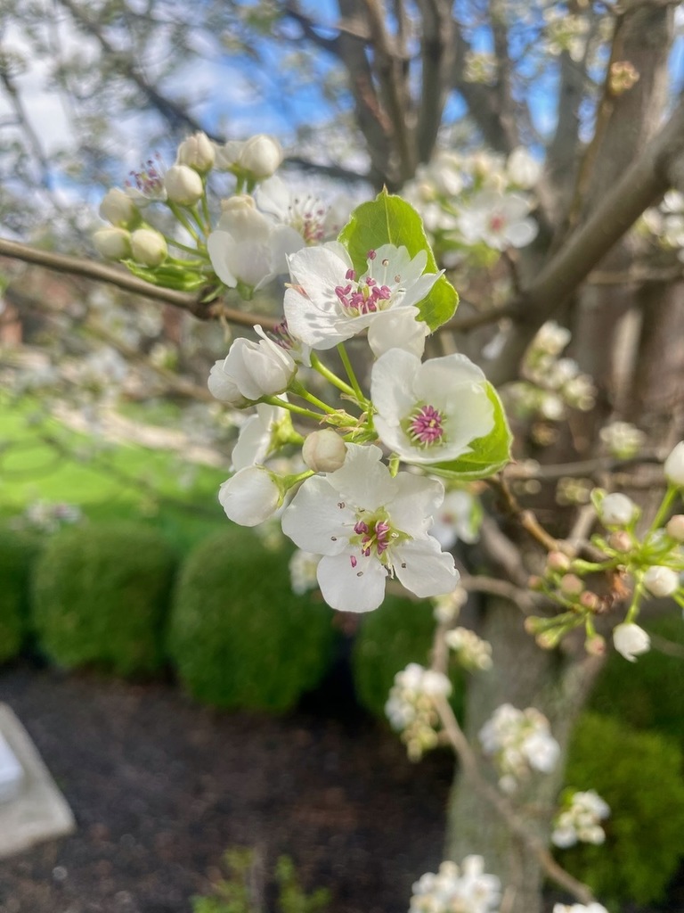 flowers around SMS