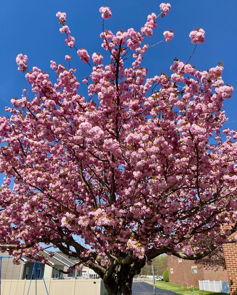 flowers around SMS