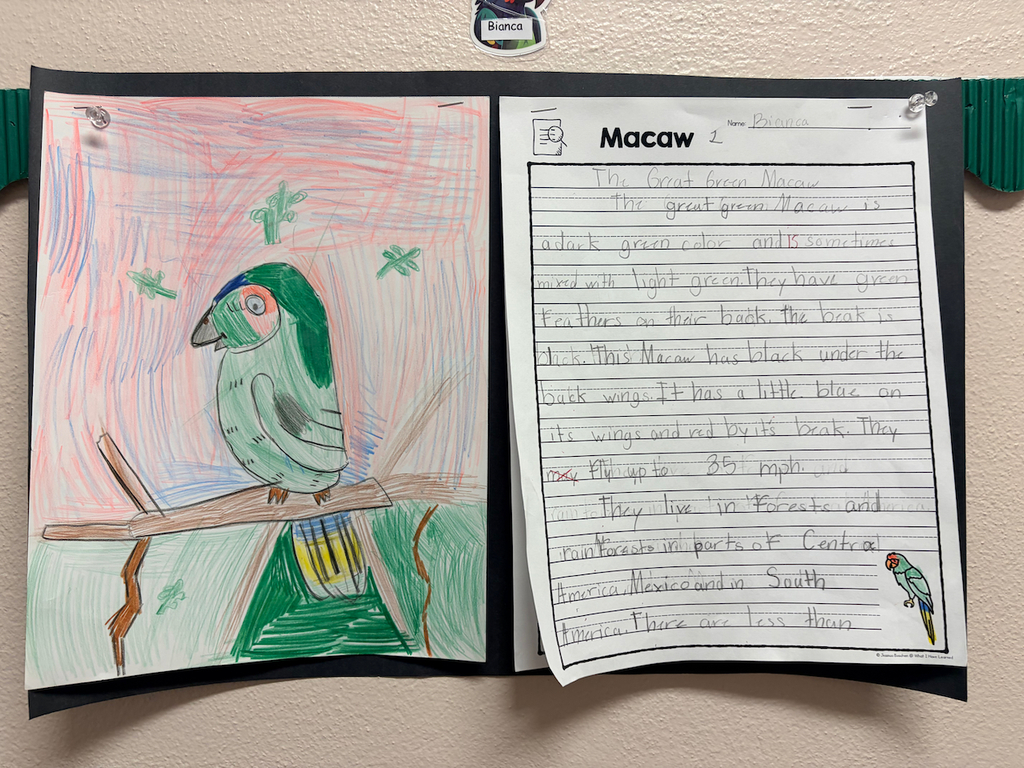 grade 2 student's report on the macaw species with a drawing of the bird
