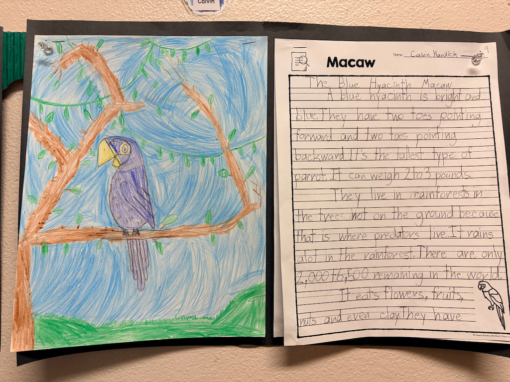 grade 2 student's report on the macaw species with a drawing of the bird
