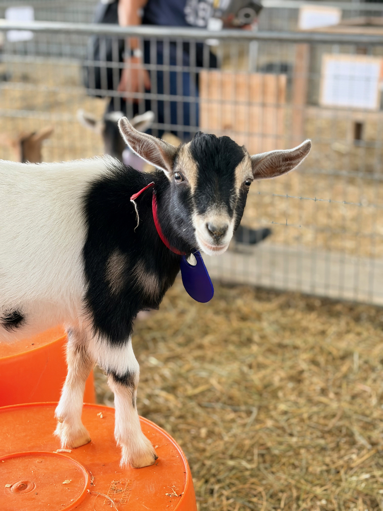 baby goat