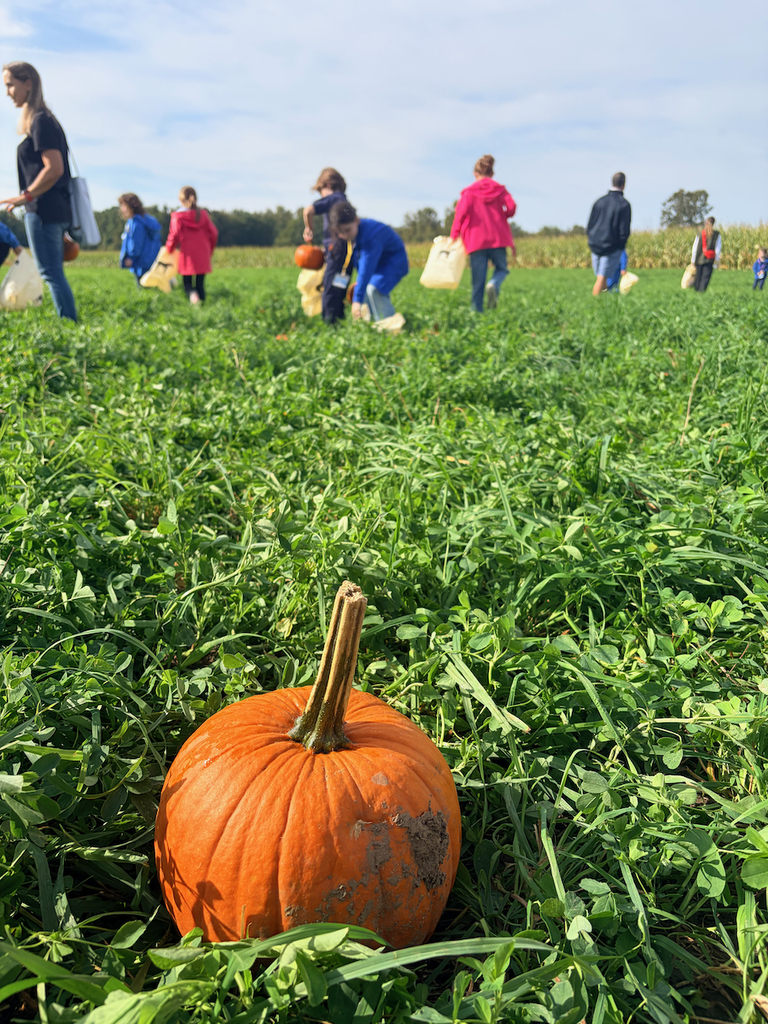 pumpkin picking in a field