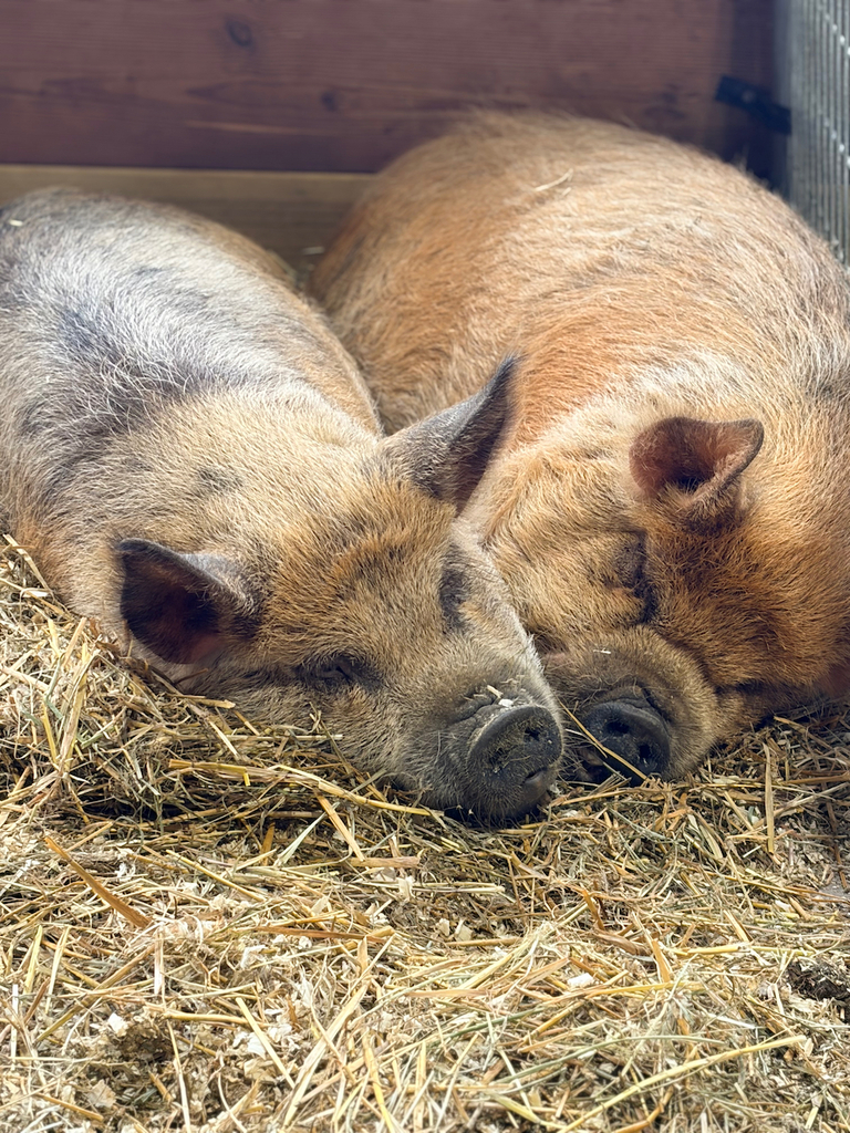 sleeping pigs