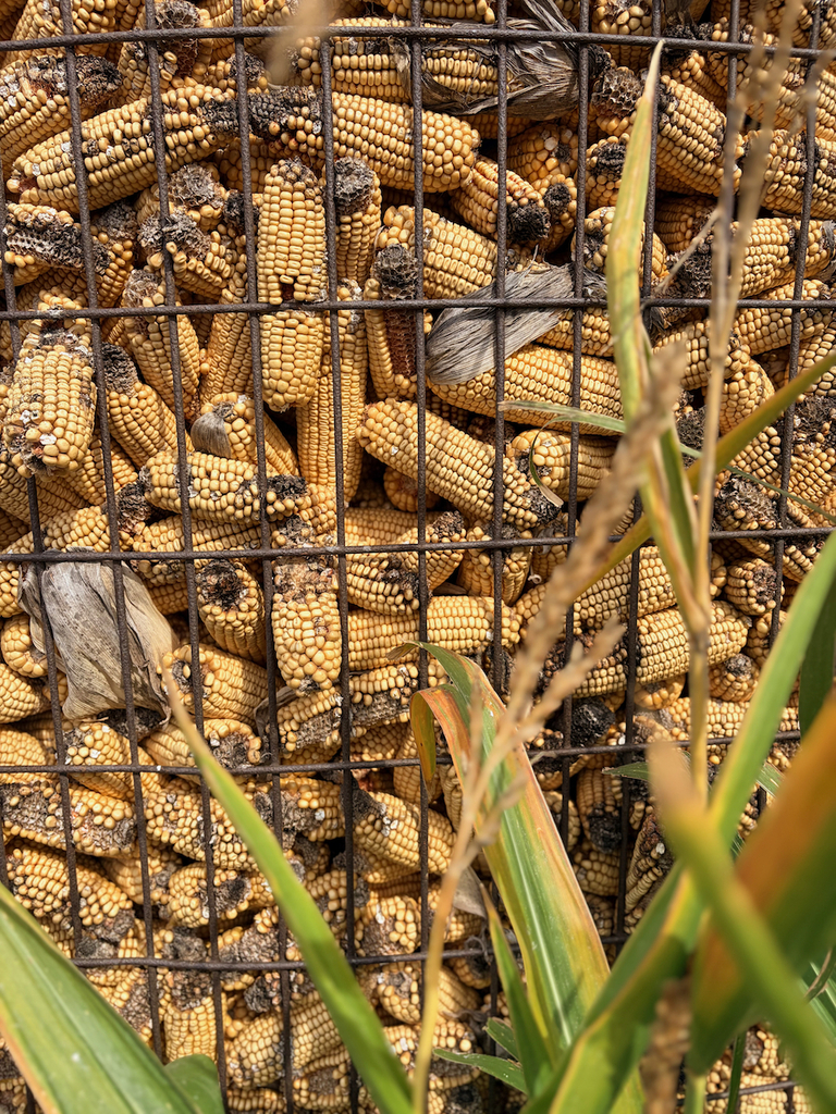 corn in corn crib