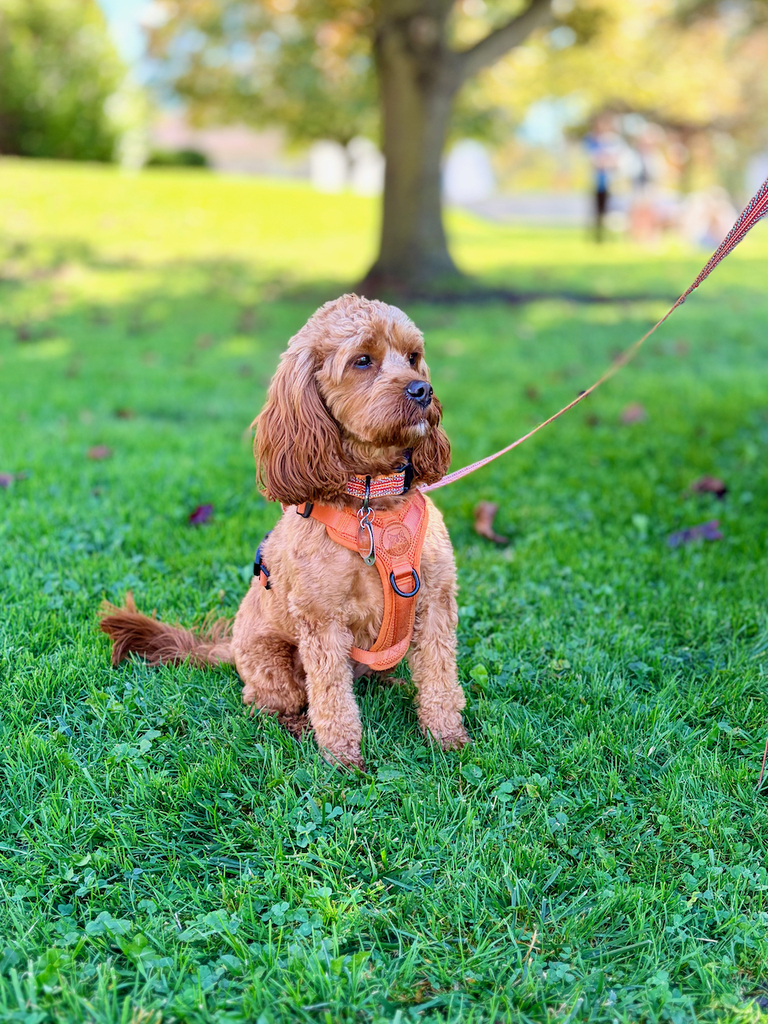 pets and owners for pet blessing