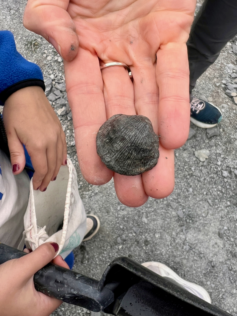 students hunt for fosssils on school field trip