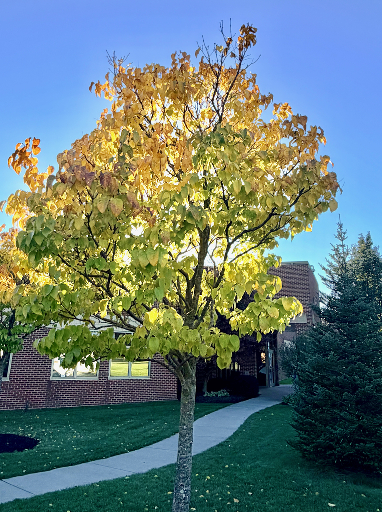 autumn on St. Mary's campus, building and statue shots with fall leaves