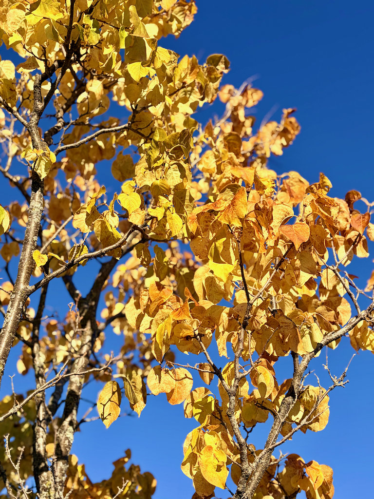 autumn on St. Mary's campus, building and statue shots with fall leaves