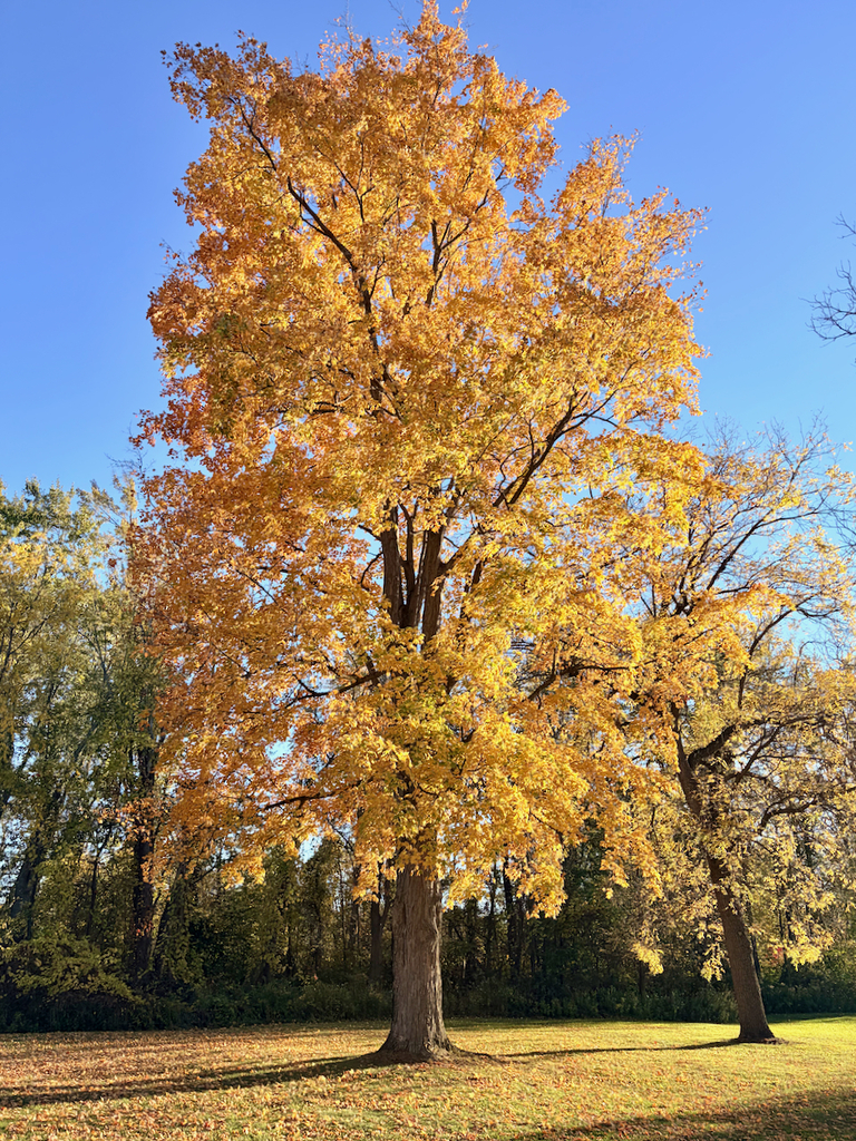 autumn on St. Mary's campus, building and statue shots with fall leaves