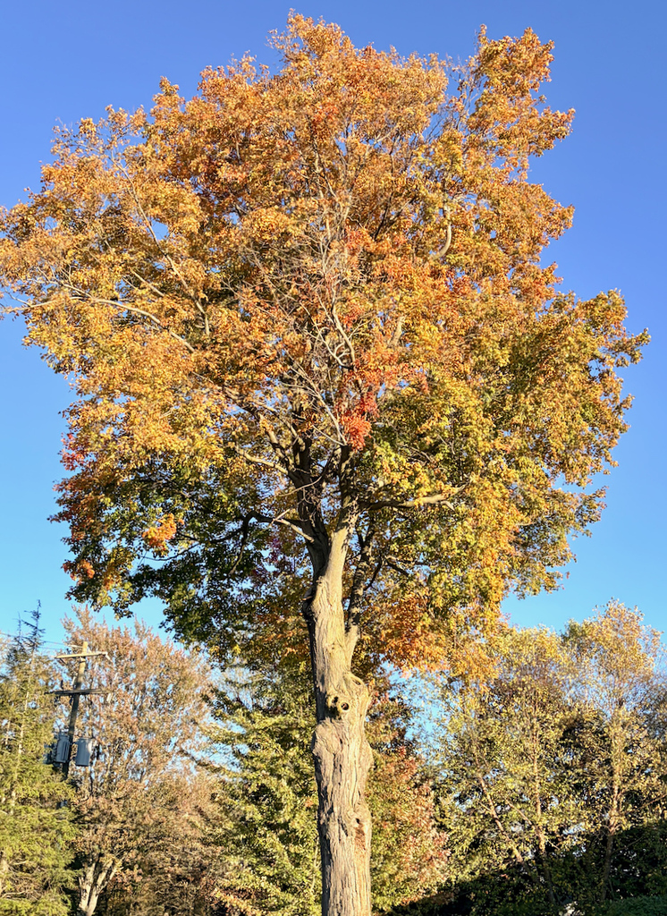 autumn on St. Mary's campus, building and statue shots with fall leaves