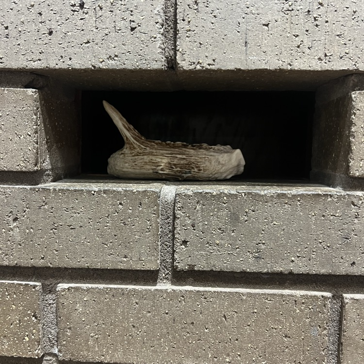 bone