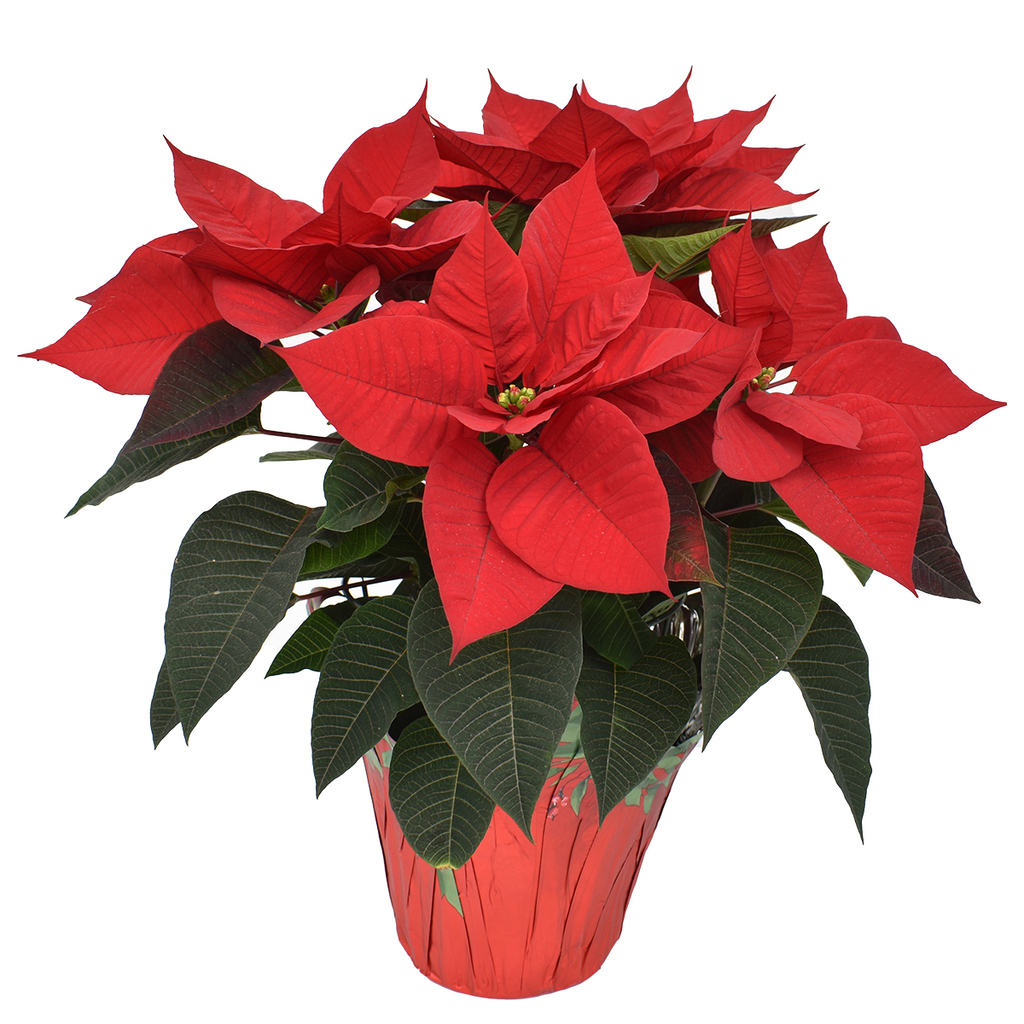Red Poinettia