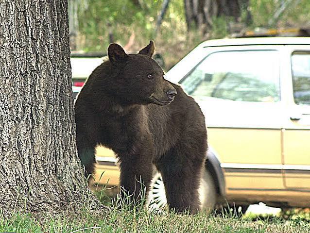 Bear