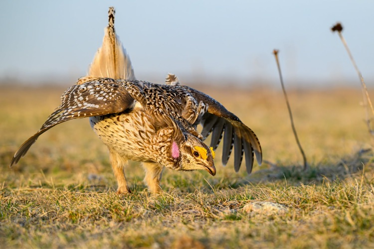 close-up of a sharp tailed grouse dancing