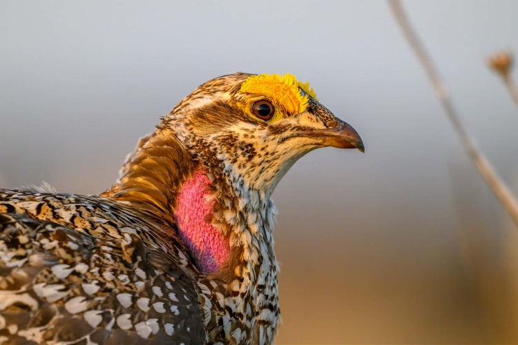 Close-up of a grouse