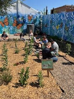 butterfly research