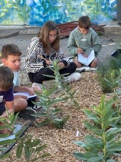 butterfly research