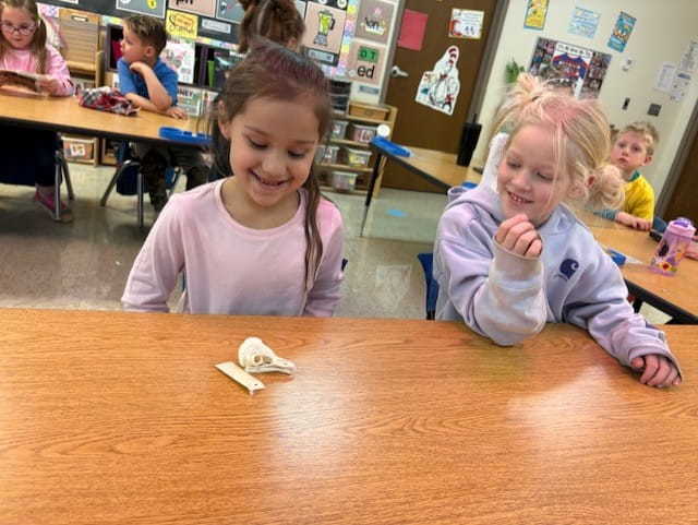 kindergarten owls