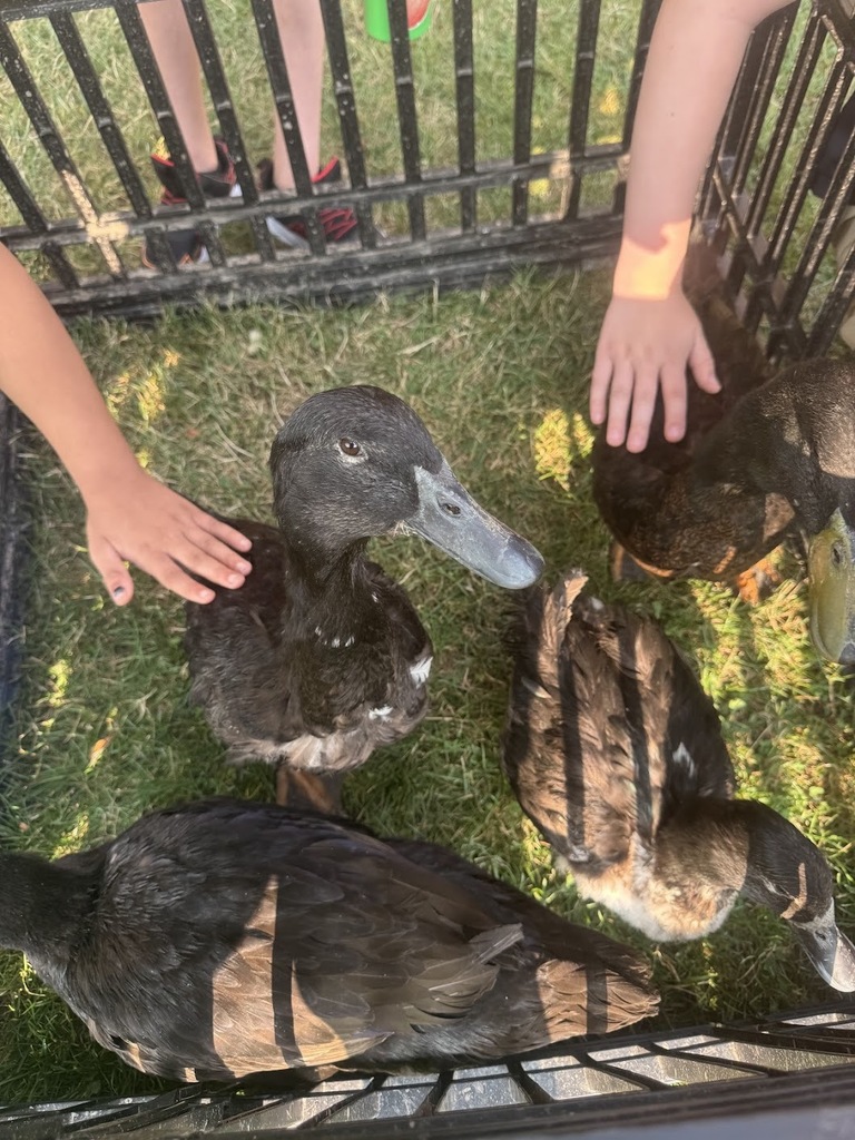 Petting Zoo