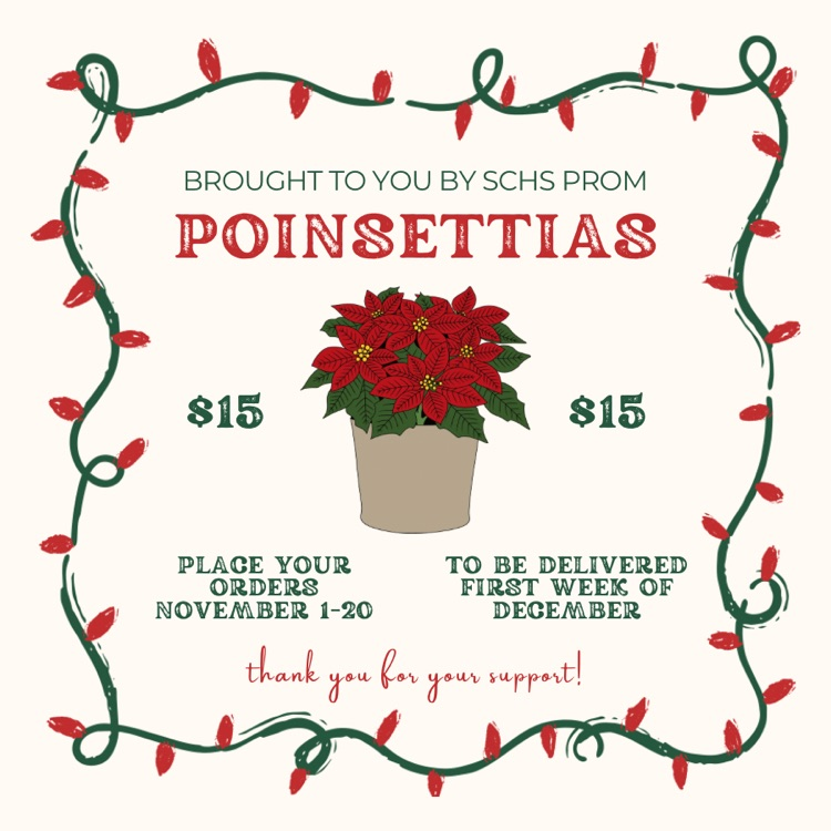 poinsettias 