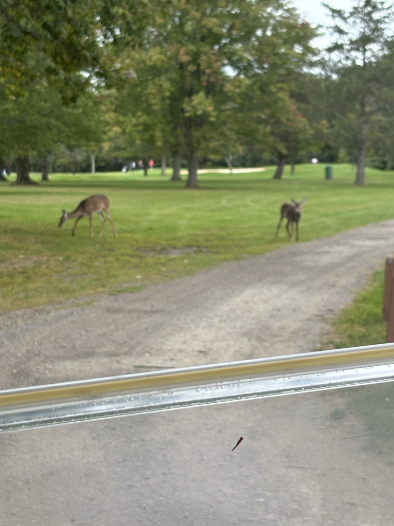 deer