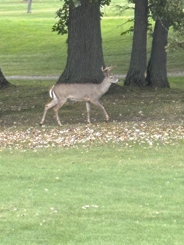 buck