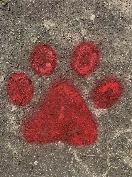 Paw Print