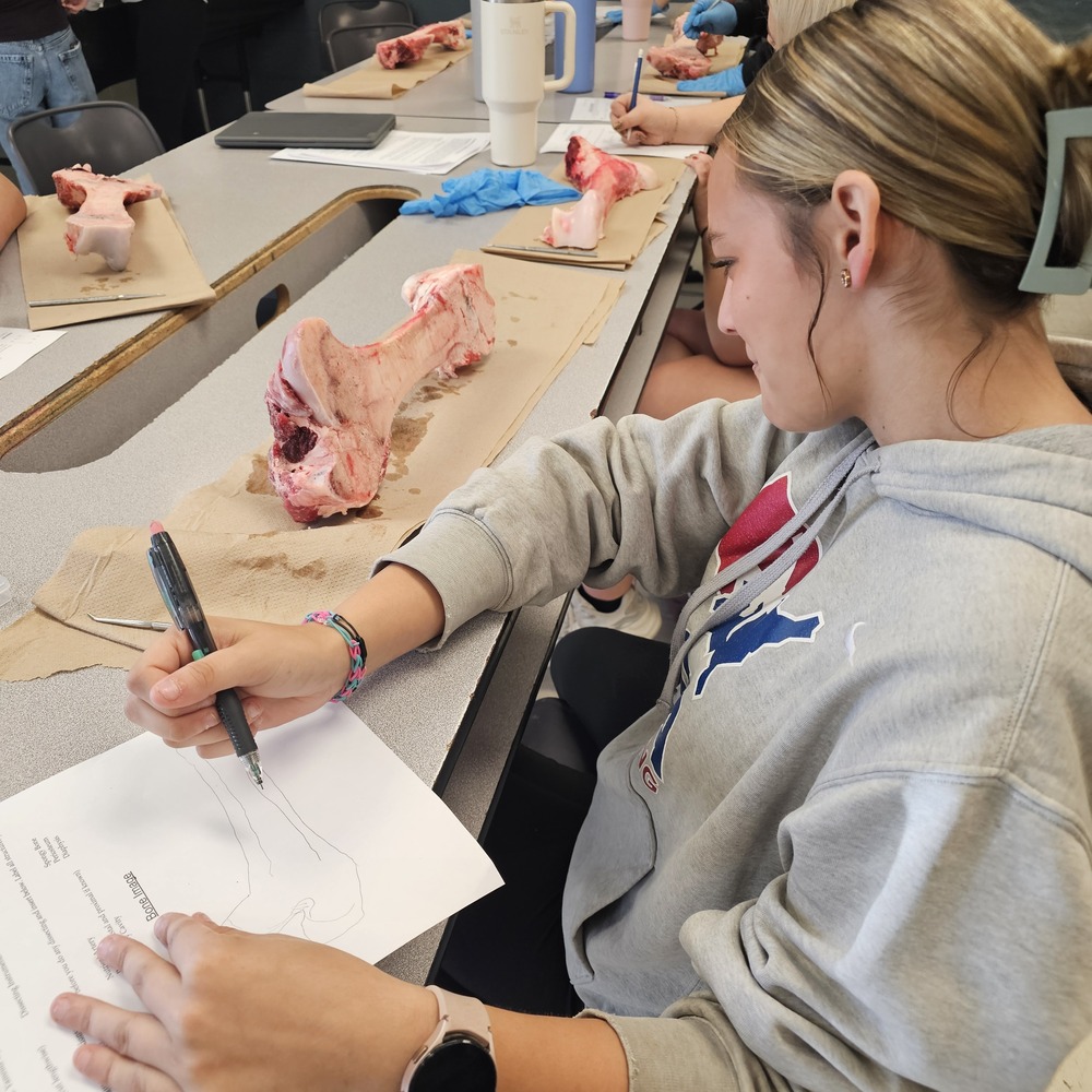 Students Get Hands-On Look at Internal Bone Structure