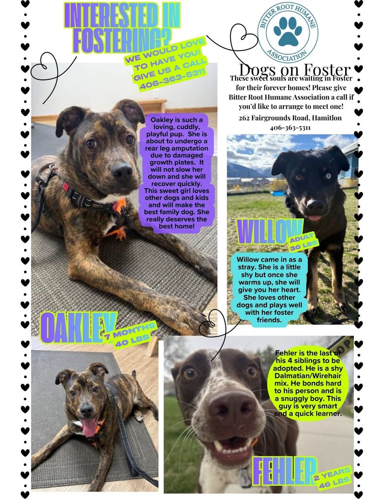 Foster Dog Parents!