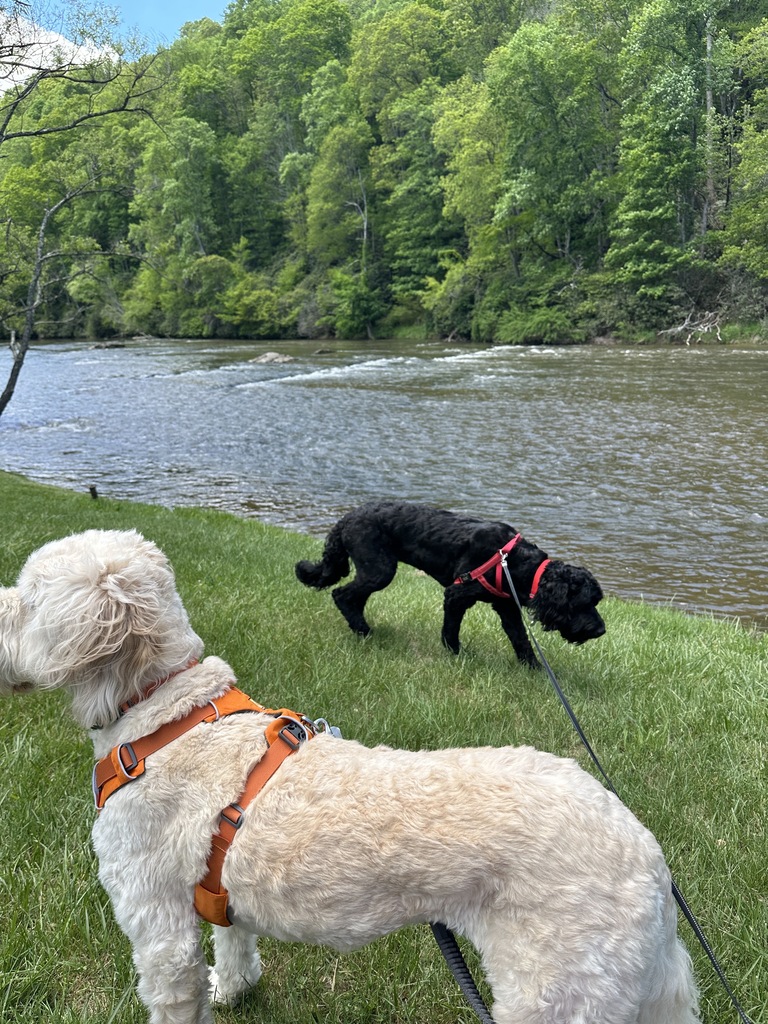 fur babies