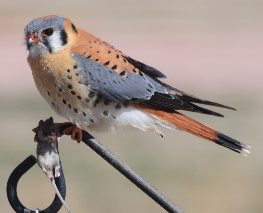 american-kestrel