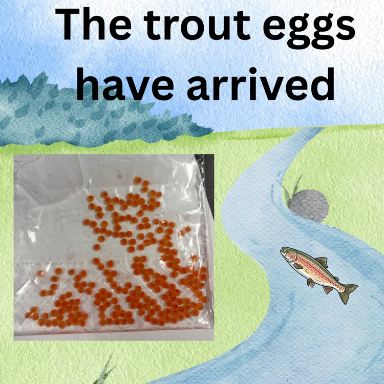 trout