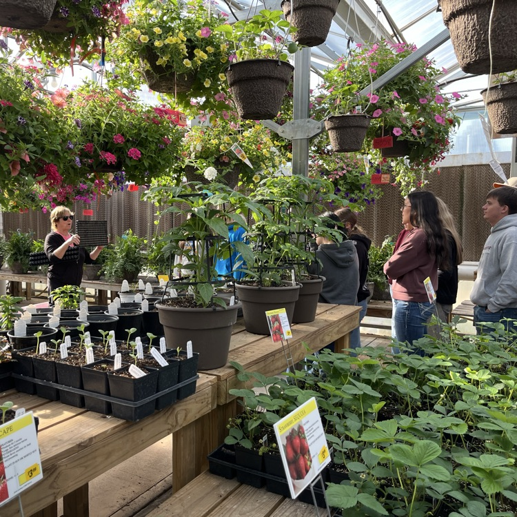 plants