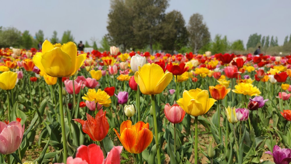 A field of red yellow purple and pink tulipc