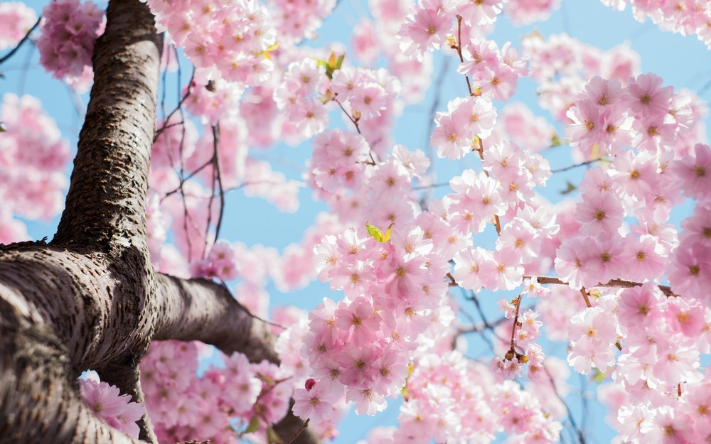 Pink cheery blossom tree in bloom