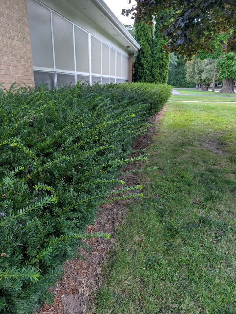 Before picture of shrubs before trimming.