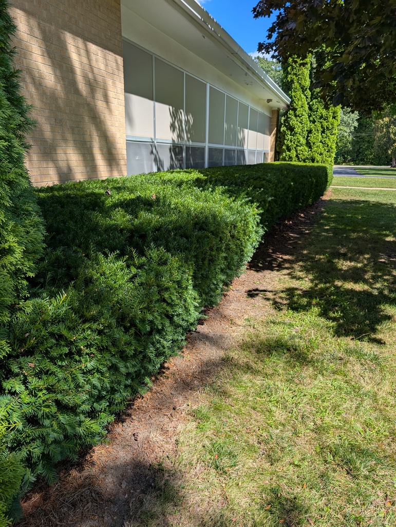 After picture of shrubs after trimming.