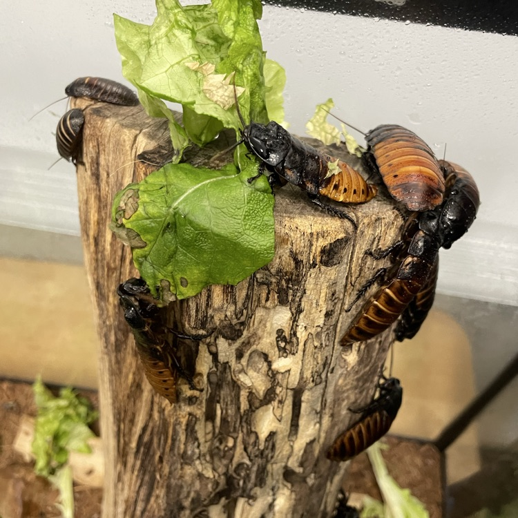 class cockroaches enjoying lettuce 