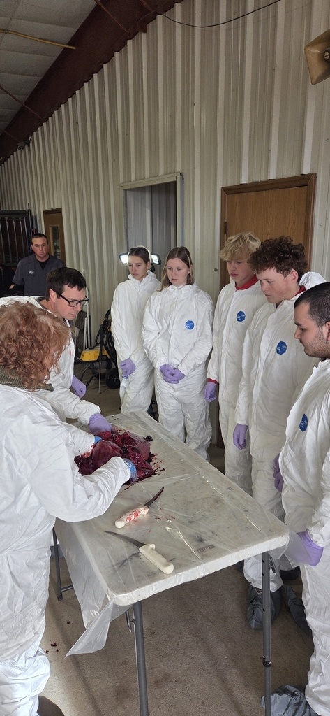 Students observing respiratory system of a swine animal.